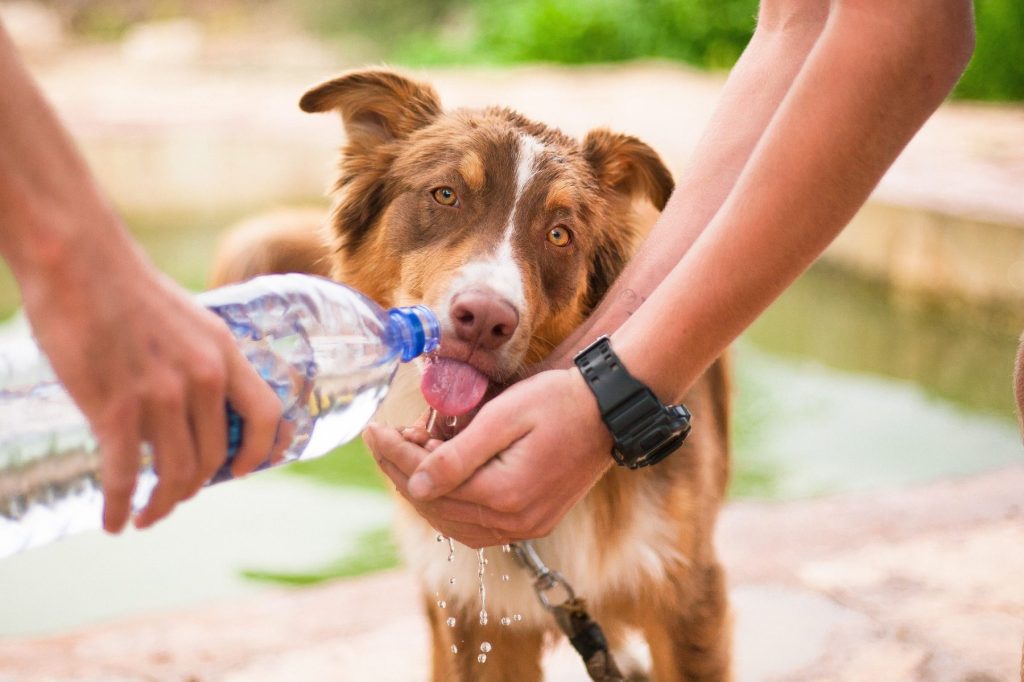 Dog G2b94508b6 1920 1800x1199 1 1024x682